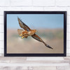 Buzzard Wildlife Nature Animals Flight Wall Art Print