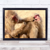 Monkey Food Wildlife Animal funny face Wall Art Print