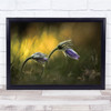 Pulsatilla Flowers Meadow Grass Purple Wall Art Print