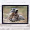 Shocked Animal Marmots Wildlife Nature Wall Art Print