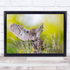 Wildlife Animals Nature Bird Birds Owl Wall Art Print