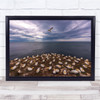 Birds Gannets Sea Clouds Ocean nature Wall Art Print