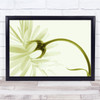 Flower Desaturation Toned Curve Green Wall Art Print