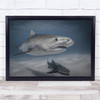 Hello There Sharks Sealife underwater Wall Art Print