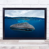 Shark Whaleshark Whale-Shark Wildlife Sea Ocean Underwater Print - PETTEX1598336