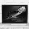 Underwater Shark Sharks Hammerhead Black White Black And White Dive Diver Print