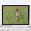 Ziesel Squirrel Poppy Nature Wild Wildlife Animal Furry Ground Wall Art Print