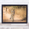 Cheetah Cheetahs Wildlife Wild Nature Animal Animals Road Way Wall Art Print