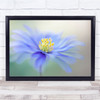 Flower Flora Bloom Single Blue Fresh Nature Floatypetals Flow Wall Art Print