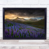 Landscape Flower Wildflower Flowers Wildflowers Iceland Lupin Wall Art Print