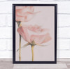 Pink Pastel Colour Colors Graphic Flower Flowers Flora Floral Wall Art Print