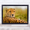 Cheetah Feline Nature Animal Closeup Face Eyes Wildlife Wild Wall Art Print