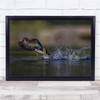 Duck Landing Take-Off Take Off Spray Splash Water Lake Wings Wall Art Print