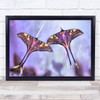 Moth Silk Wing tails Moths Macro Insect Insects Purple Bokeh Wall Art Print