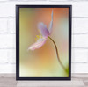 Flower Flora Floral Delicate Bokeh Blurry Soft Gentle Pink Macro Wall Art Print