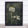 Flower Flowers Flora Floral Botanical Macro Daisy Daises Hanging Wall Art Print