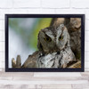 Screech Owl Nature Avian Bird Tree Burlington Ontario Canada Who Wall Art Print