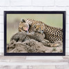 Tenderness Cheetah Africa Wild Nature Animals Tanzania Serengeti Wall Art Print