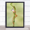 Frog Amphibian Little Animal Tiger Leg Monkey Tree Orange Green Wall Art Print