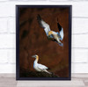 Gannet Landing Bird Animals Wildlife Nature Gannets Brown Bokeh Wall Art Print