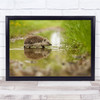 Hedgehog Cute Reflection Stream Pond Puddle Grass Wildlife Wild Wall Art Print