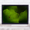 Lotus Ladybug Green Ladybird Leaf Leaves Small Macro Summer Red Wall Art Print