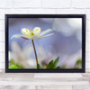 Macro Flower Bokeh Soft Garden Summer Spring Meadow Blur Blurry Wall Art Print