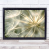 Macro Soft Dandelion Downy Tuft Tufts Seed Seeds Flower Flowers Wall Art Print