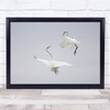 Nature Bird Animal Wild Wildlife Dance White Dancing Couple Fly Wall Art Print