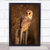Owl Owls Brown Animal Animals Sit Sitting Barn Bird Birds Bokeh Wall Art Print
