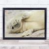 Seal Cute Cub Wildlife Sand Beach Animal Cover Covered Shy Hide Wall Art Print