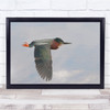 Bird Birds Everglades National Park Anhinga Trail Little Green Wall Art Print