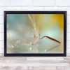 Drops Water Reflection Dandelion Seed Still Life Macro Feather Wall Art Print