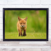 Fox Red Baby Cub Young Cute Bokeh Wildlife Wild Nature Animals Wall Art Print