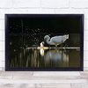 Fresh Water Fishing Prey Wildlife Birds Reflection Lake France Wall Art Print