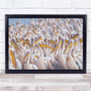 Pelicans Birds Animal Wildlife Nature Wall Art Print