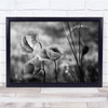 Poppies Wind Flower Poppy Black White Wall Art Print