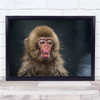 Ape Monkey Tongue Bathing Bath Fun Funny Humour Humour Lick Wall Art Print
