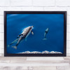 Dolphin Swimming Underwater Animal Wildlife Swim Diving Sea Wall Art Print