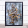 Hydrangea Paniculata Flower Seed Head Frosted Winter Garden Wall Art Print