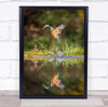 Kingfisher Prey Caught Catch Fish Bird Birds Animal Animals Wall Art Print