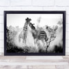 Zebra Stripes Kruger Fight Zebras Park South Africa Svannah Wall Art Print