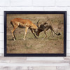 Mortal Embrace Leopard and deer hunting wilderness animals wildlife Print