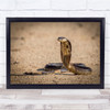 Cobra Spitting Strike Hit Bite Attack Wildlife Wild Nature Wall Art Print