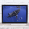 Diver Dive Whale Big Huge Underwater Sport Person Floating Wall Art Print