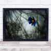 Flower Bokeh Blue Cosmos Colors Macro Nature Garden Blurry Wall Art Print