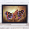 Macro Insect Butterfly Butterflies Moth Moths Cocoon Robin Wall Art Print