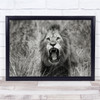 Murchison Uganda Lion Animal Africa Fangs Roar Angry Anger Wall Art Print