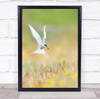 Tern Arctic Catch Fish Bokeh Fly Flying Bird Wildlife Wild Wall Art Print