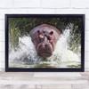 Hippo Africa Mother Protective Charge Attack Water Splash Wildlife Print
